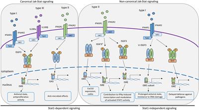 Canonical and Non-Canonical Aspects of JAK–STAT Signaling: Lessons from Interferons for Cytokine Responses